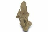 Hadrosaur (Edmontosaurus?) Dorsal Vertebral Arch - Wyoming #377959-2